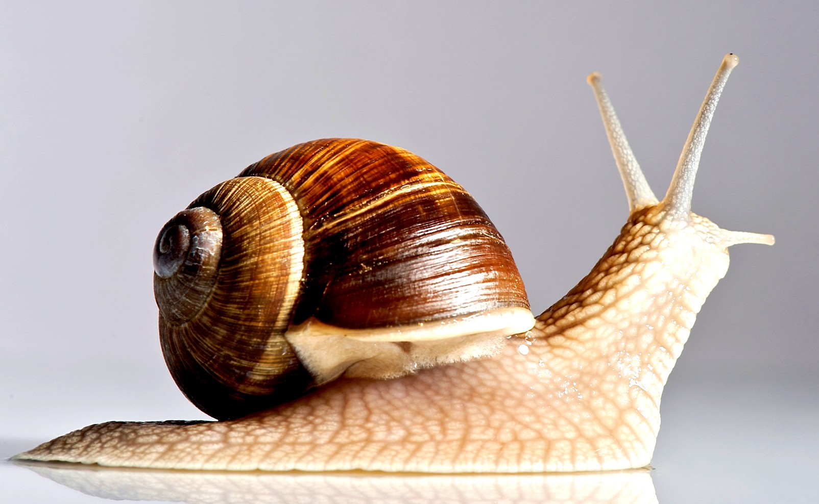 Snail